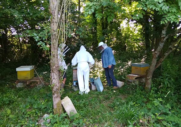 Installation ruches dans le parc